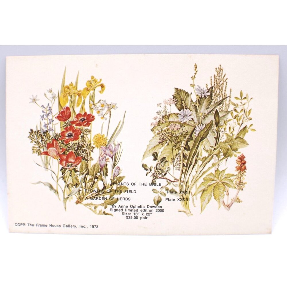 Anne Ophelia Dowden Plants Of The Bible Gallery Art Card 6x4" 1973 Collectible